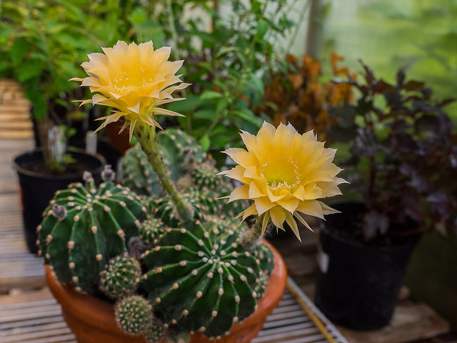 Learn About Plants Through Upcoming Programs at the United States Botanic Garden