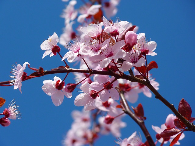 Enjoy Some Fresh Air at Cherry Blossom Night with D.C. United on April 9th