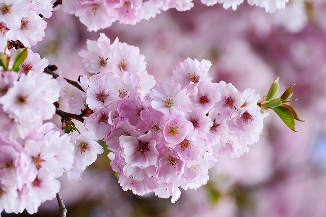 It’s Almost Time for the National Cherry Blossom Festival