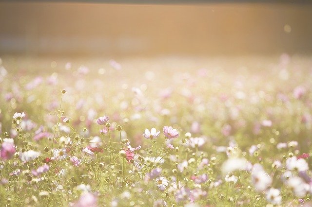 Spend a Sunny Day at Crispus Attucks Park